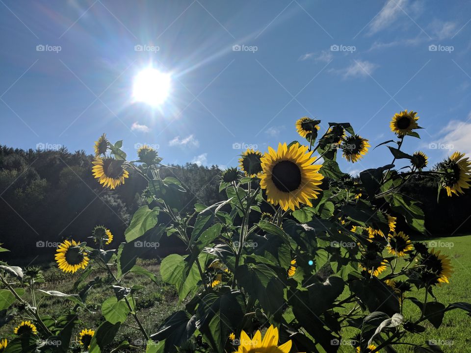 Sunshine on sunflowers