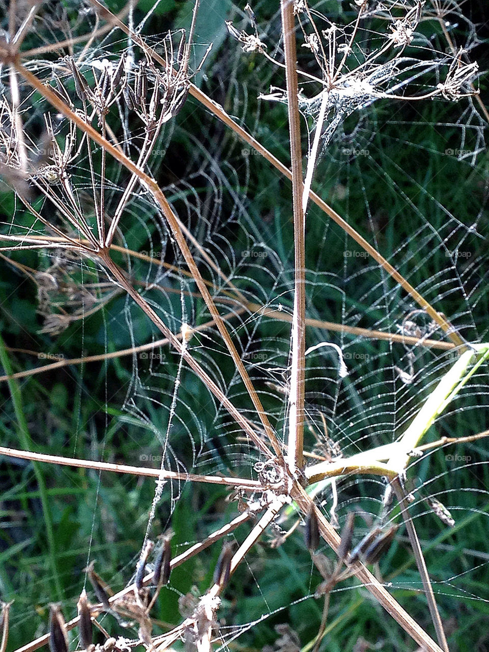 beach sweden wildlife cobweb by elluca