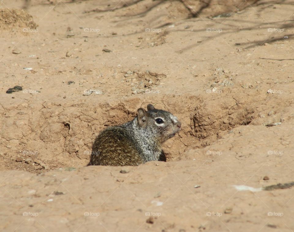 Desert Squirrel Burrowing Hole in Dirt