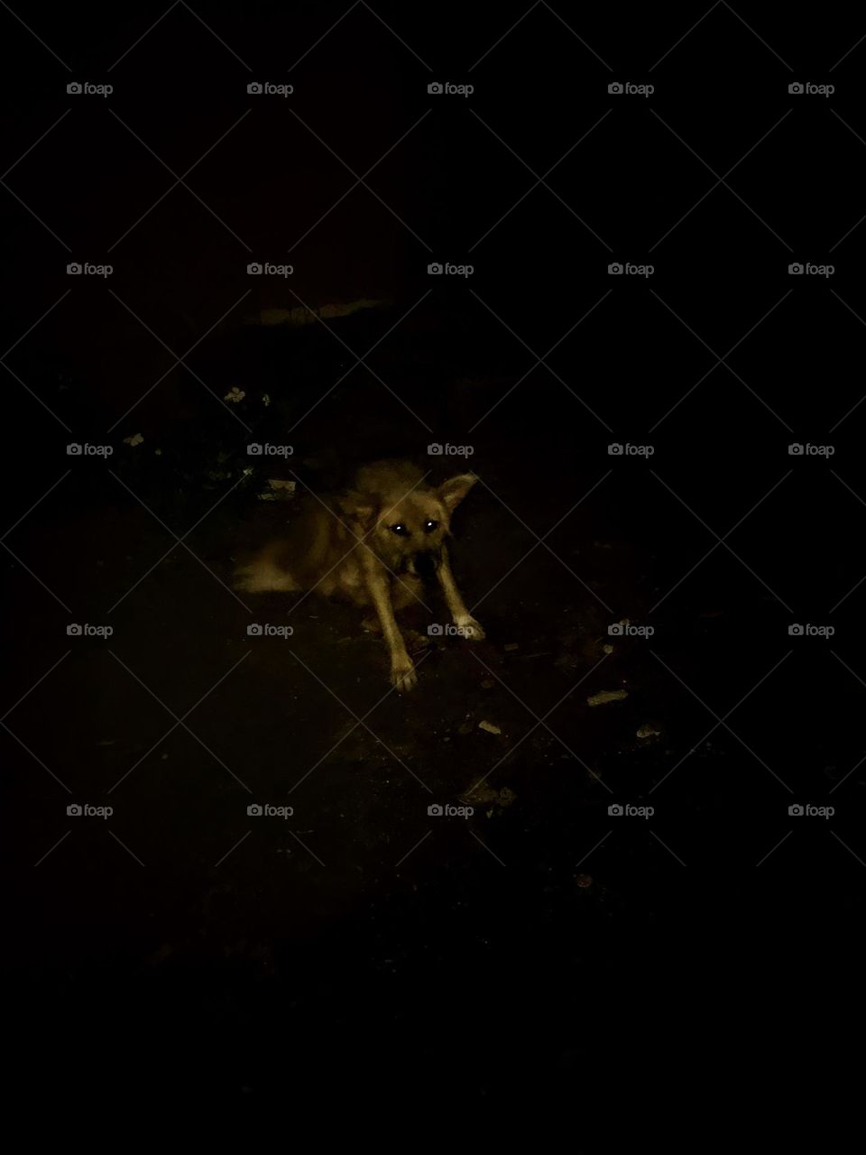 this is the best way to take pictures at night, the dog gave me a good pose. this is my countryside o