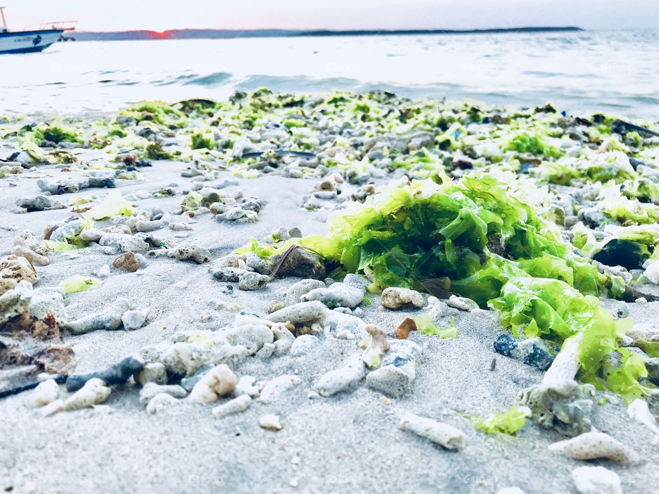 Seaweed on a sandy beach