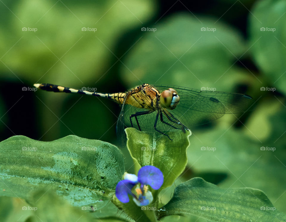 dragon fly  - backyard  garden  - asiatic