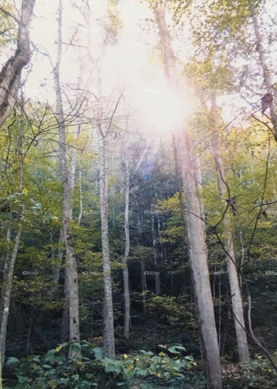 Light thru the trees