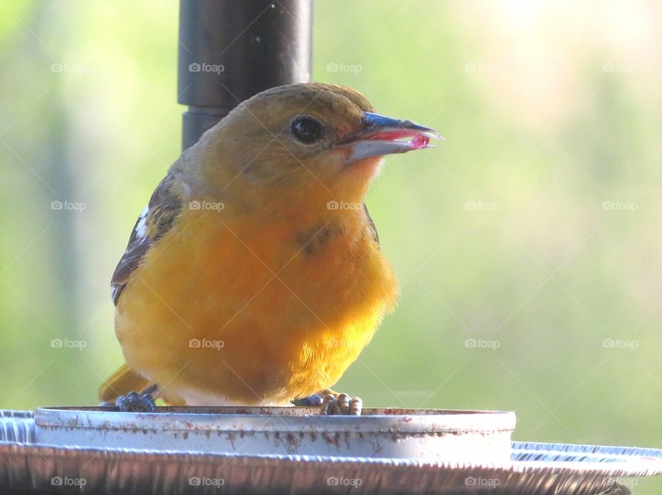 Young Oriole Eating Grape Jelly