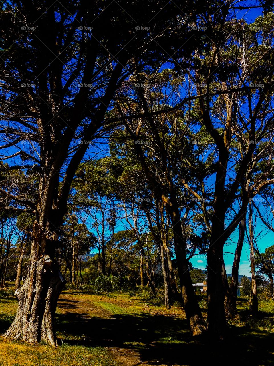 Walk under the trees. Pathway under the trees in bruny island, tasmania