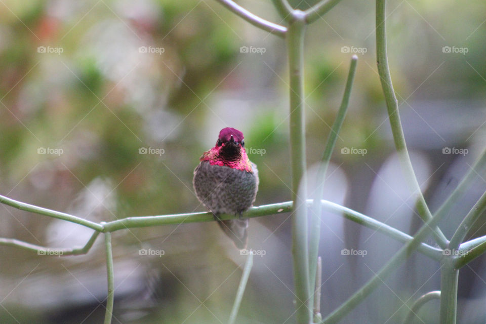 Hummingbird 