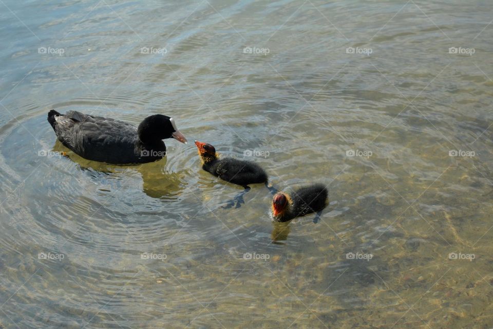 black ducks family beautiful nature