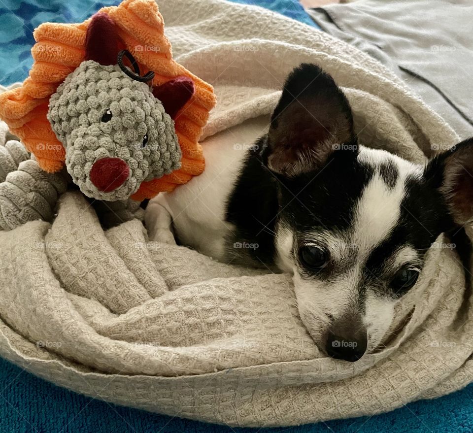 A day in the life of my pet with her pet ☺️