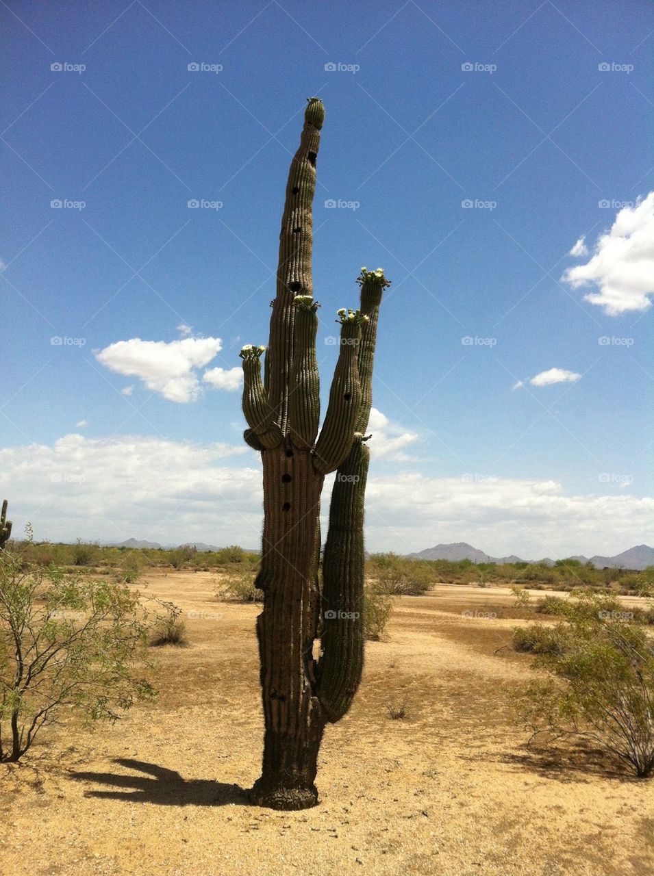 Cactus, desert