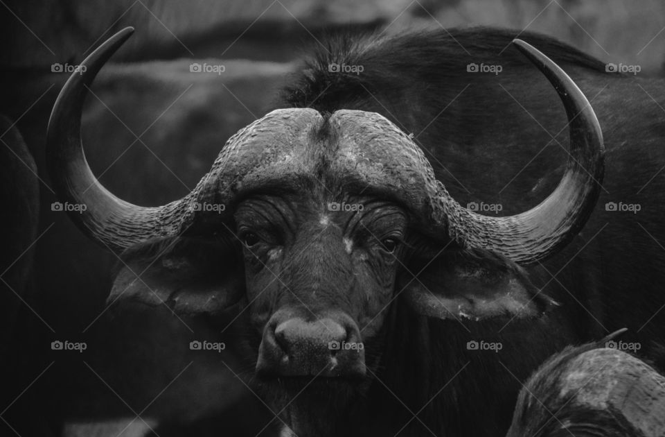 Black and white cape buffalo