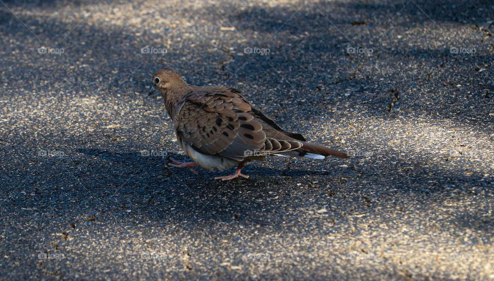 bird on a nature trail