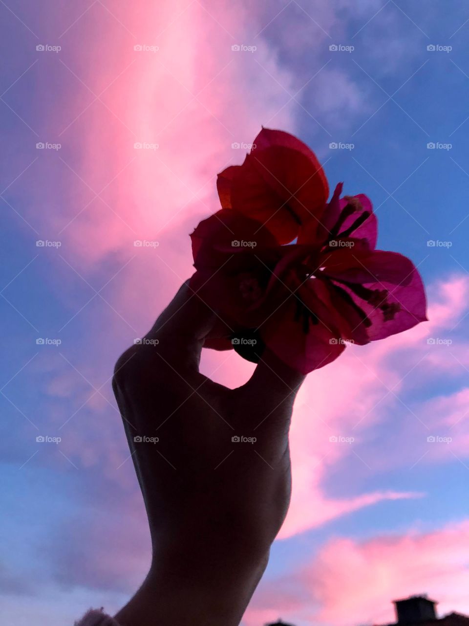 Flower in a sunset 
