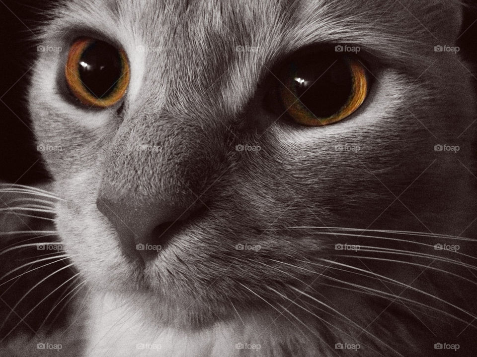 face cat eyes beautiful by formalhaut