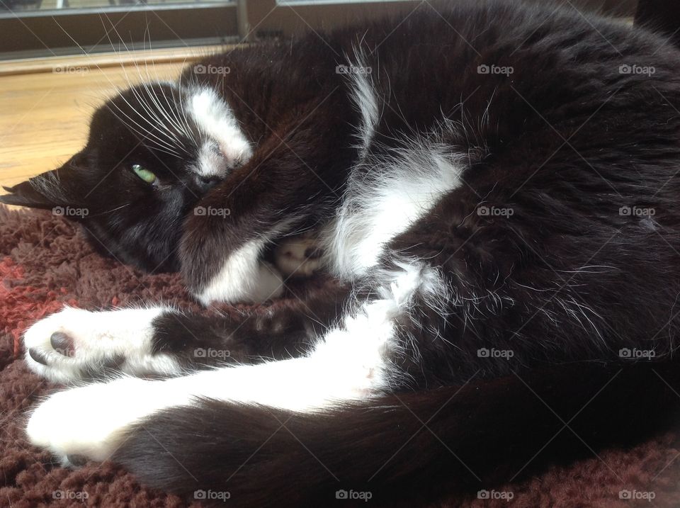 My black and white fluffy tuxedo cat.