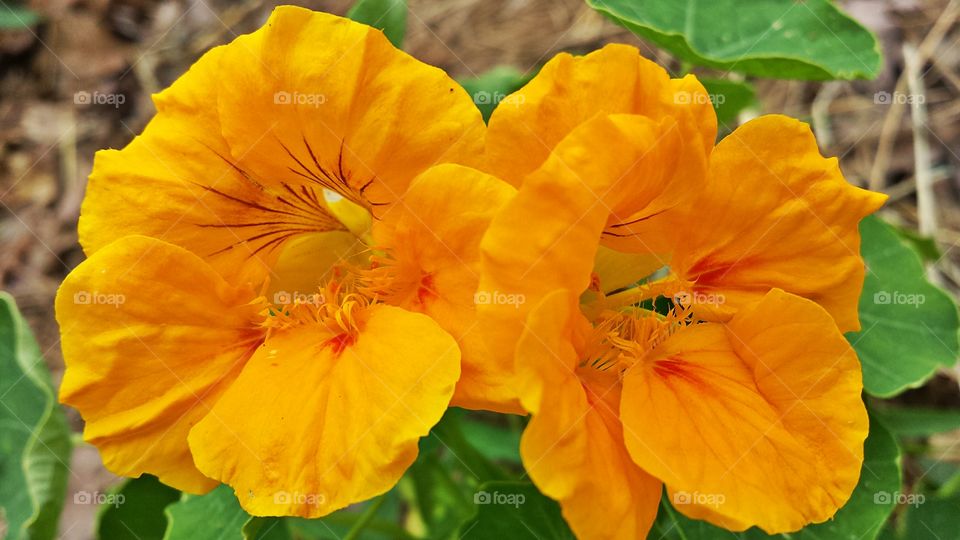 Nasturtiums. In my garden