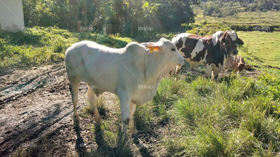 OX, COW, CALF, CATTLE, FLOCK, PASTURE, NATURE, ENVIRONMENT.
