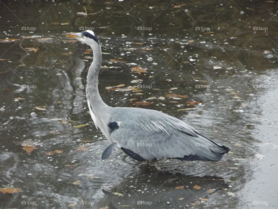 Grey Heron