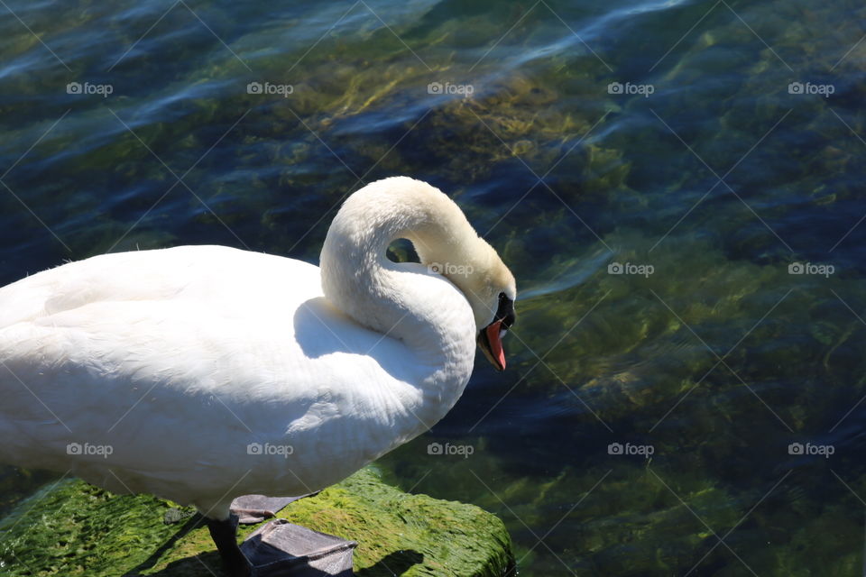 Swan looking at lake