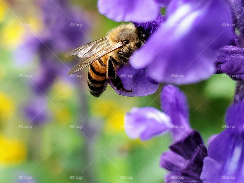 Honeybee pollinating a purple flowers while slightly  peaking out of the flower.