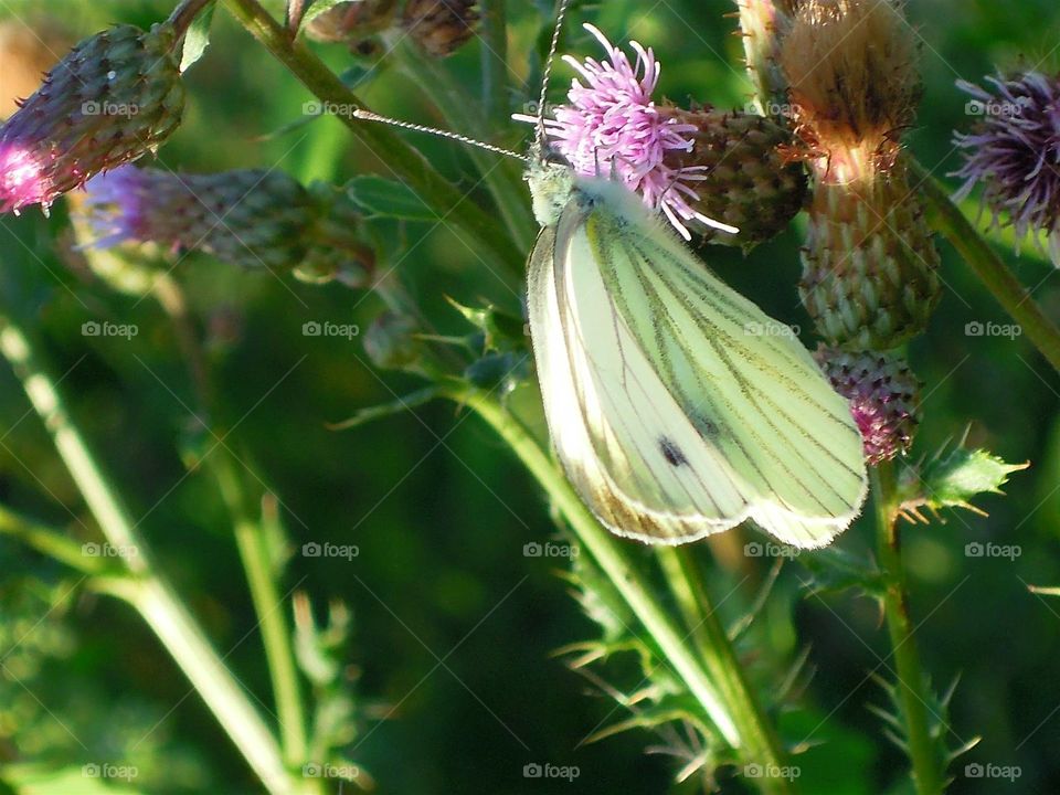 Schmetterling