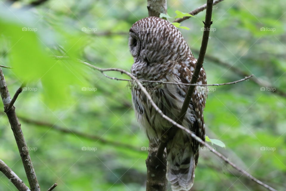 Owl perching on a branch of a tree , looking in the forest and showing me its beautiful profile