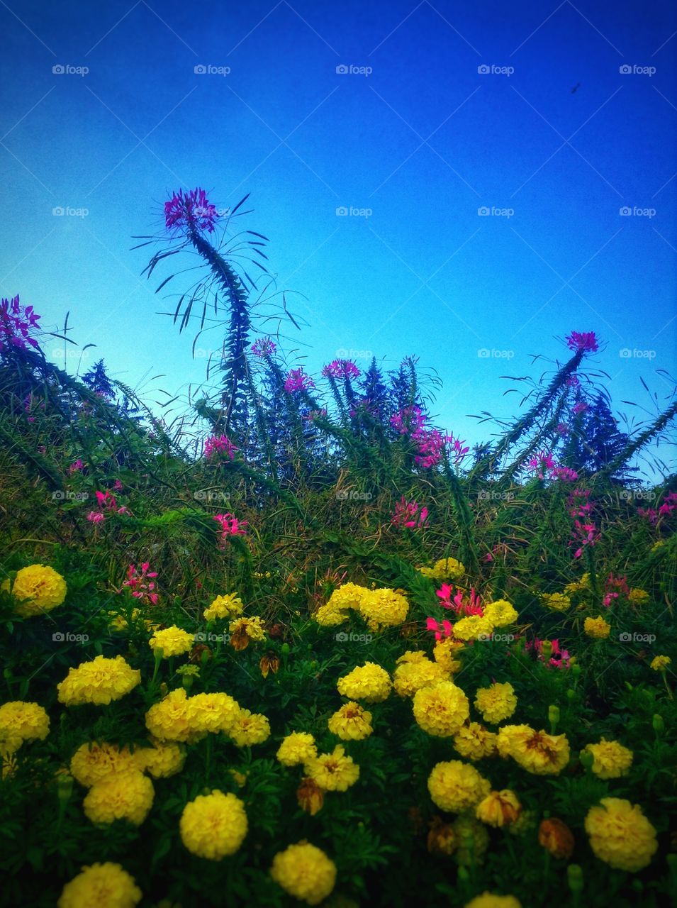 Fall blooms. Cleomes and marigolds blooming together ...