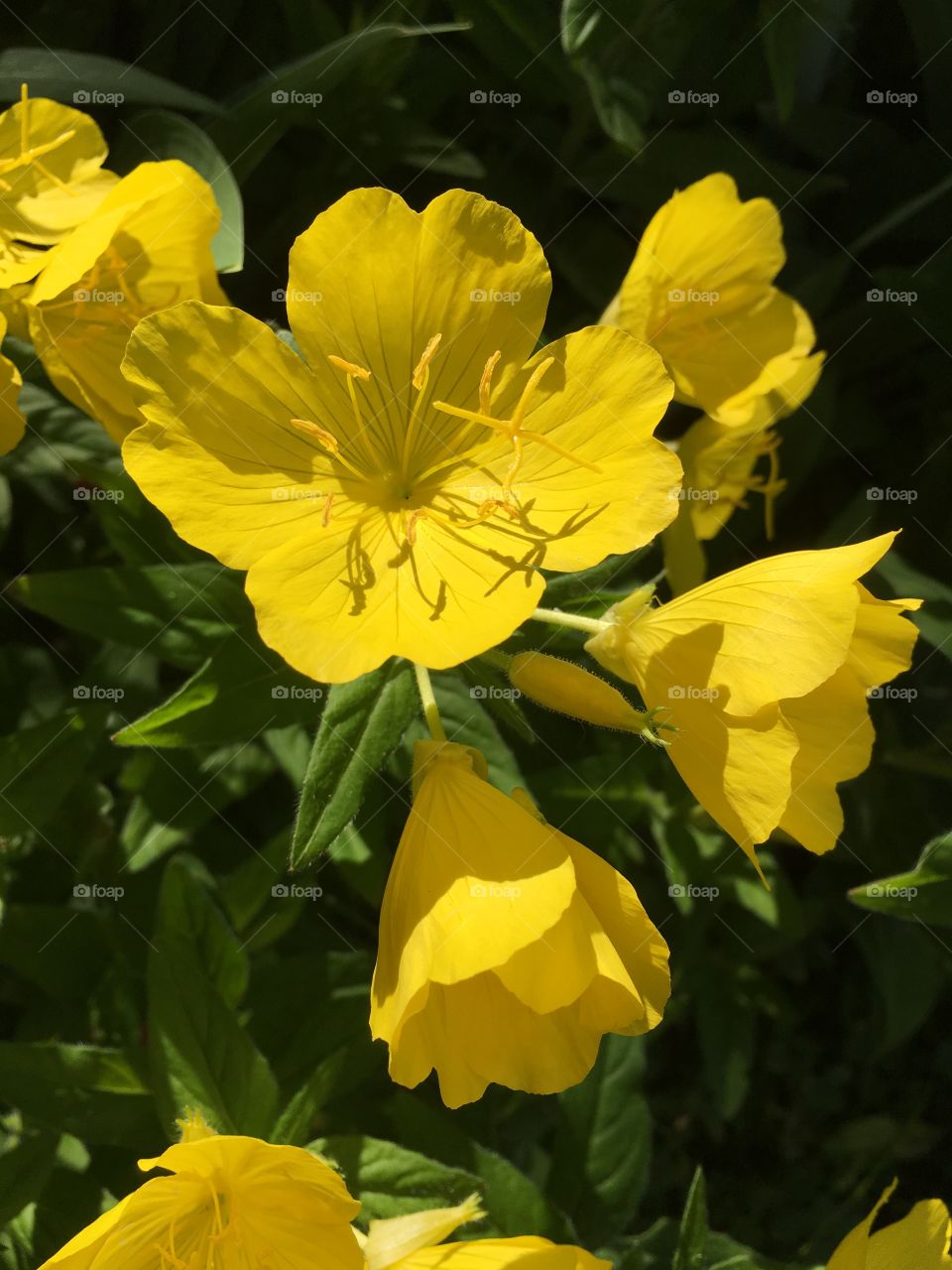 Yellow flower