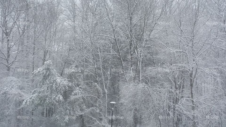 forest and snow looks black and white