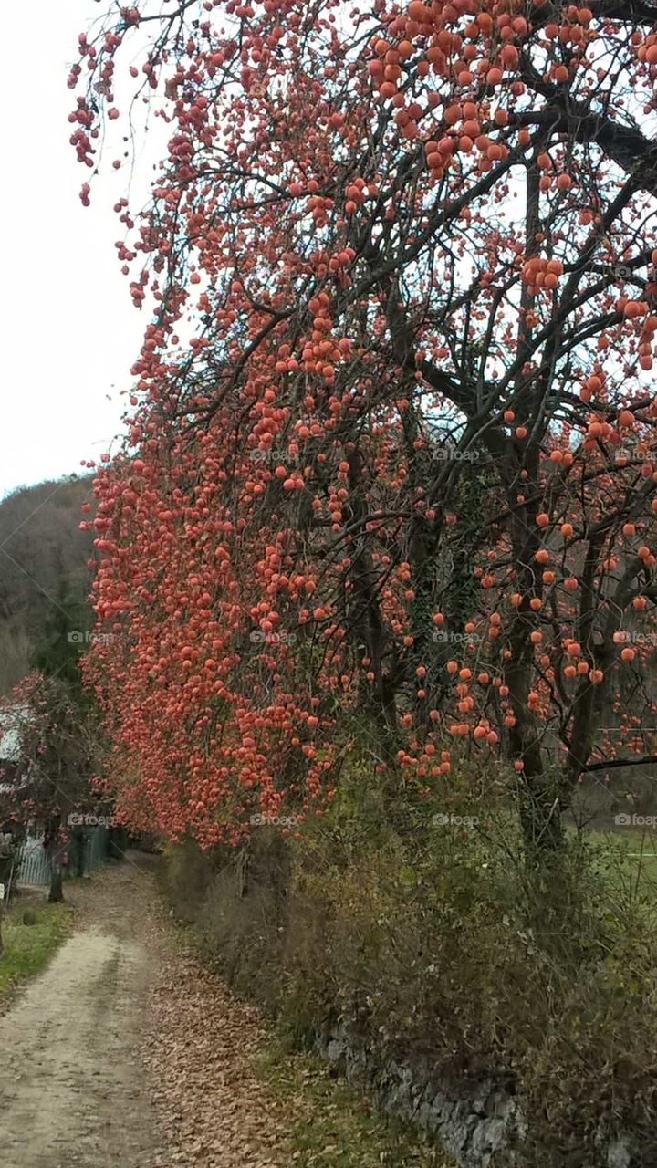Persimmon trees