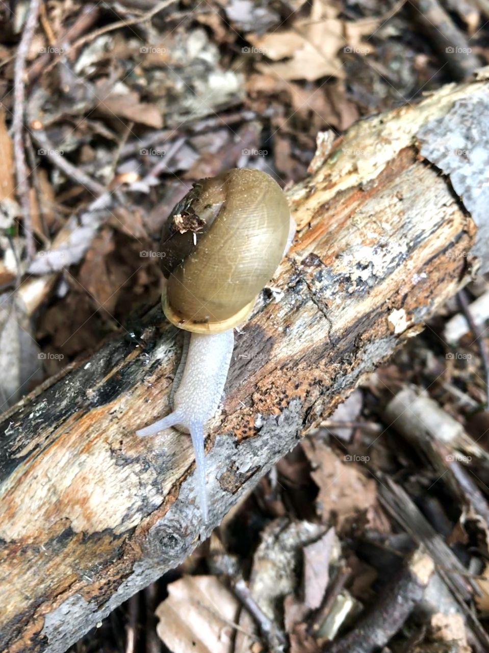 A wild snail in the woods 