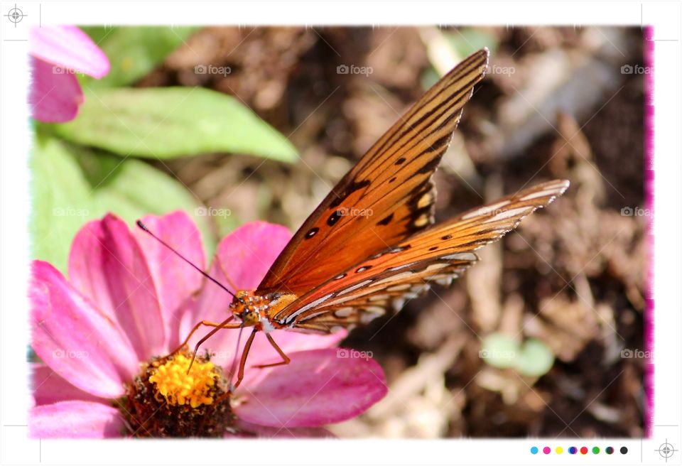  Orange butterfly and pink flower