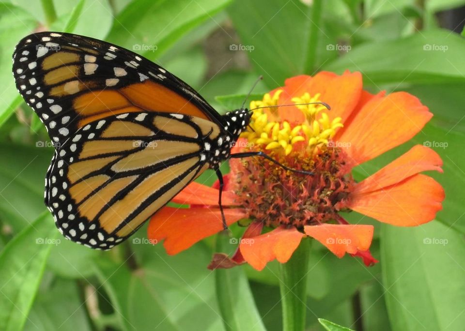 Butterfly on orange flowe. Taken at Brookside Garden, Wheaton, Maryland 