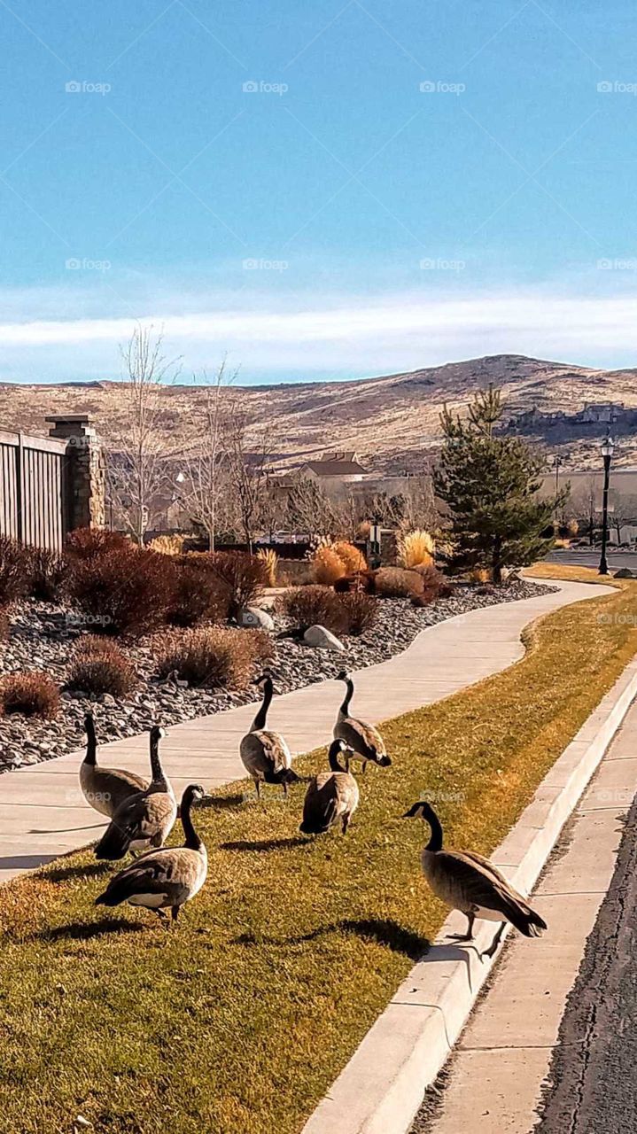A flock of wild Canadian geese walking along the sidewalk in a residential neighborhood in December