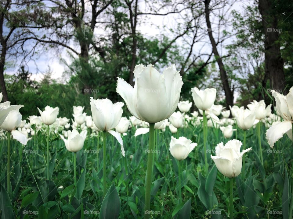 White and green 