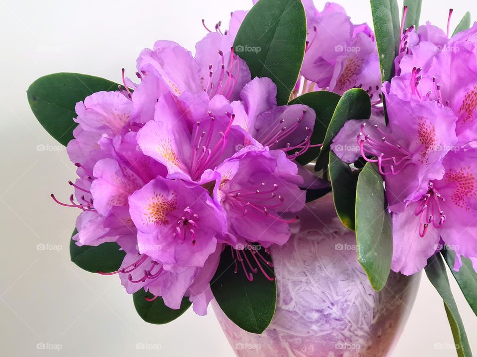 Rhododendron in a vase