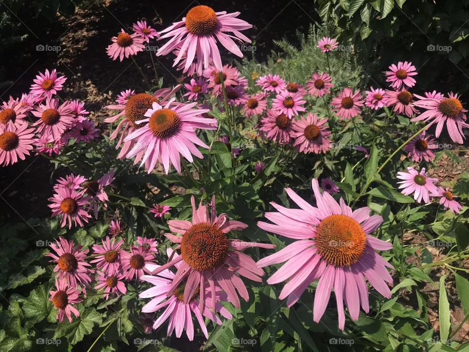 Pink flowers 
