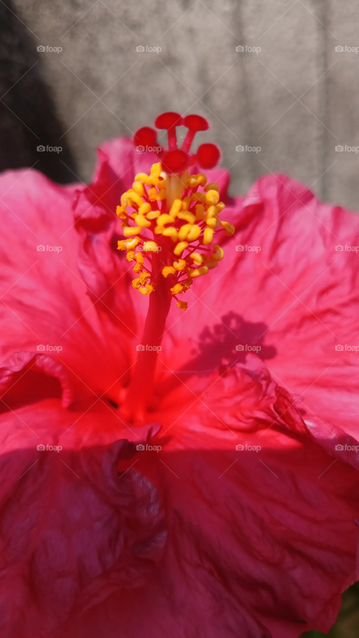 Colourful China rose in spring