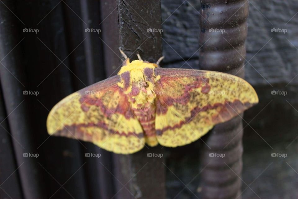Yellow and brown moth