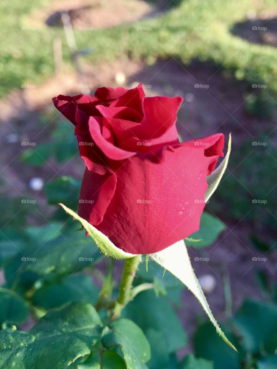 🌹 🇺🇸 Very beautiful flowers to brighten our day.  Live nature and its beauty. Did you like the delicate petals? / 🇧🇷 Flores muito bonitas para alegrar nosso dia. Viva a natureza e sua beleza. Gostaram das pétalas delicadas? 