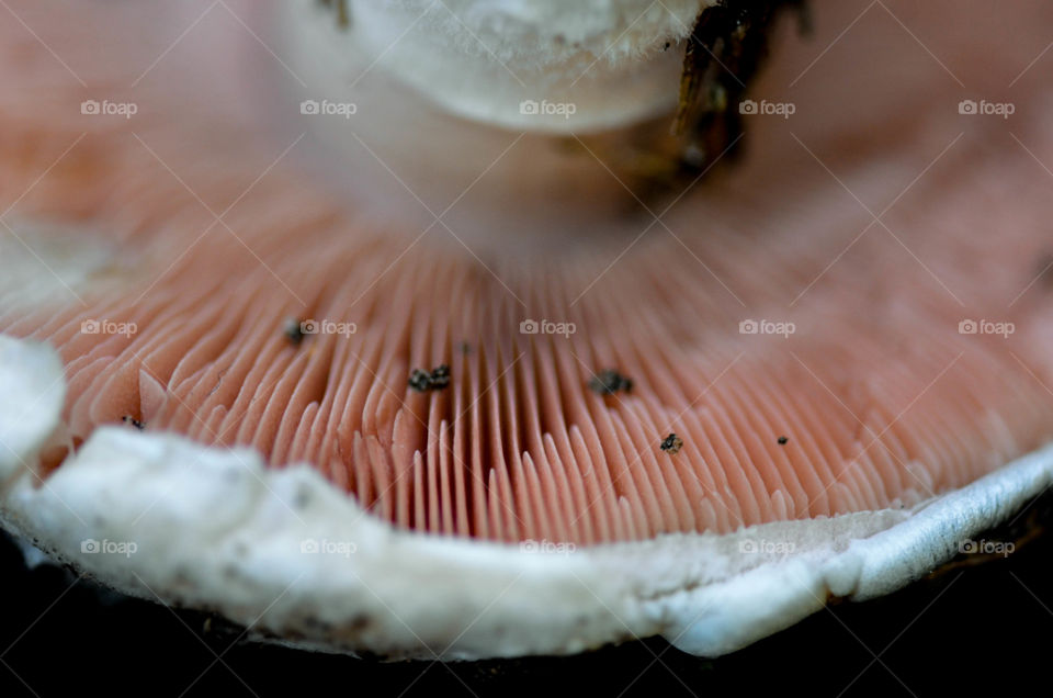 Extreme close up of mushroom