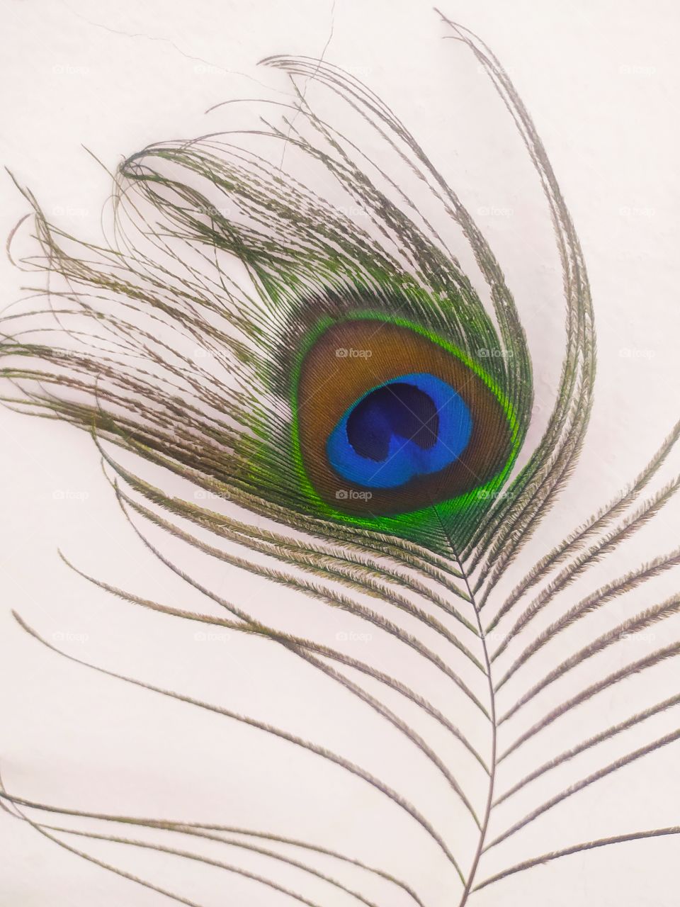 Peacock Feather Lord Krishna wears on his Crown