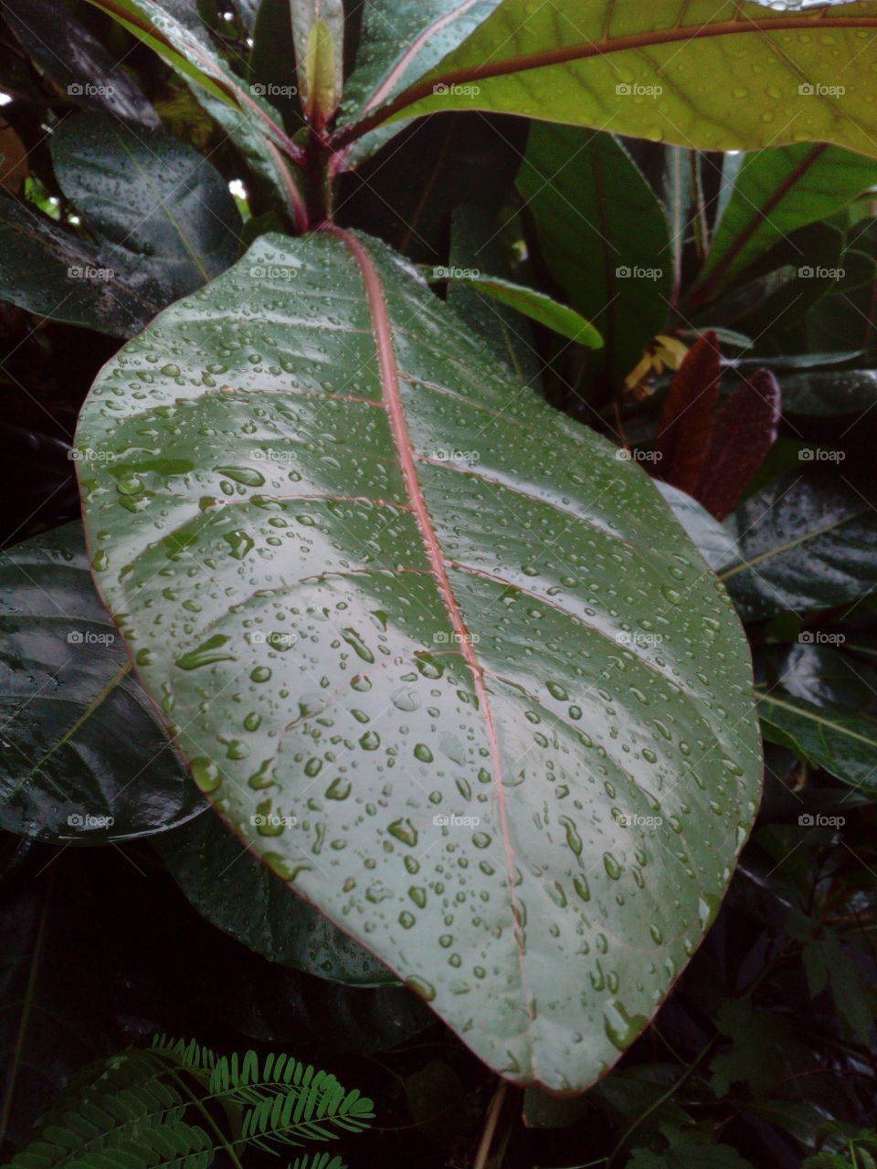 Water Droplets on Leaf after the rain