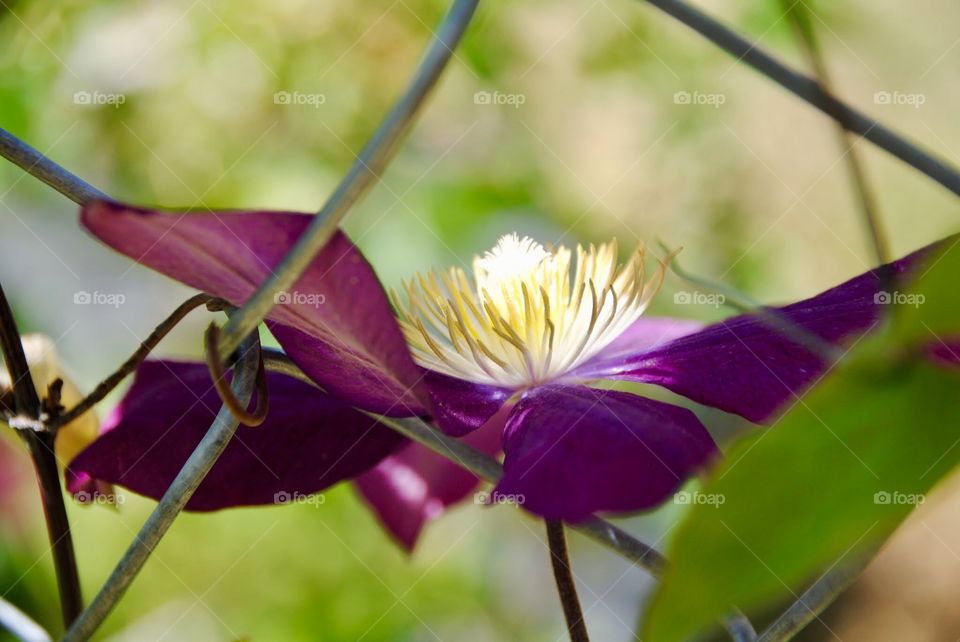 Dancing Center on a Purple Clematis Bloom