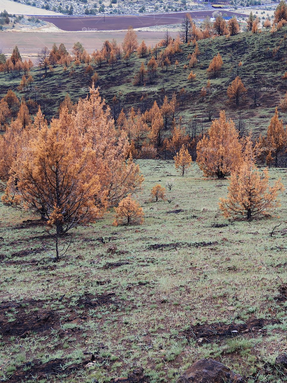 Wild grasses on a hillside began to grow again in spring contrasting with the juniper trees that are orange due to a fire the previous year. 