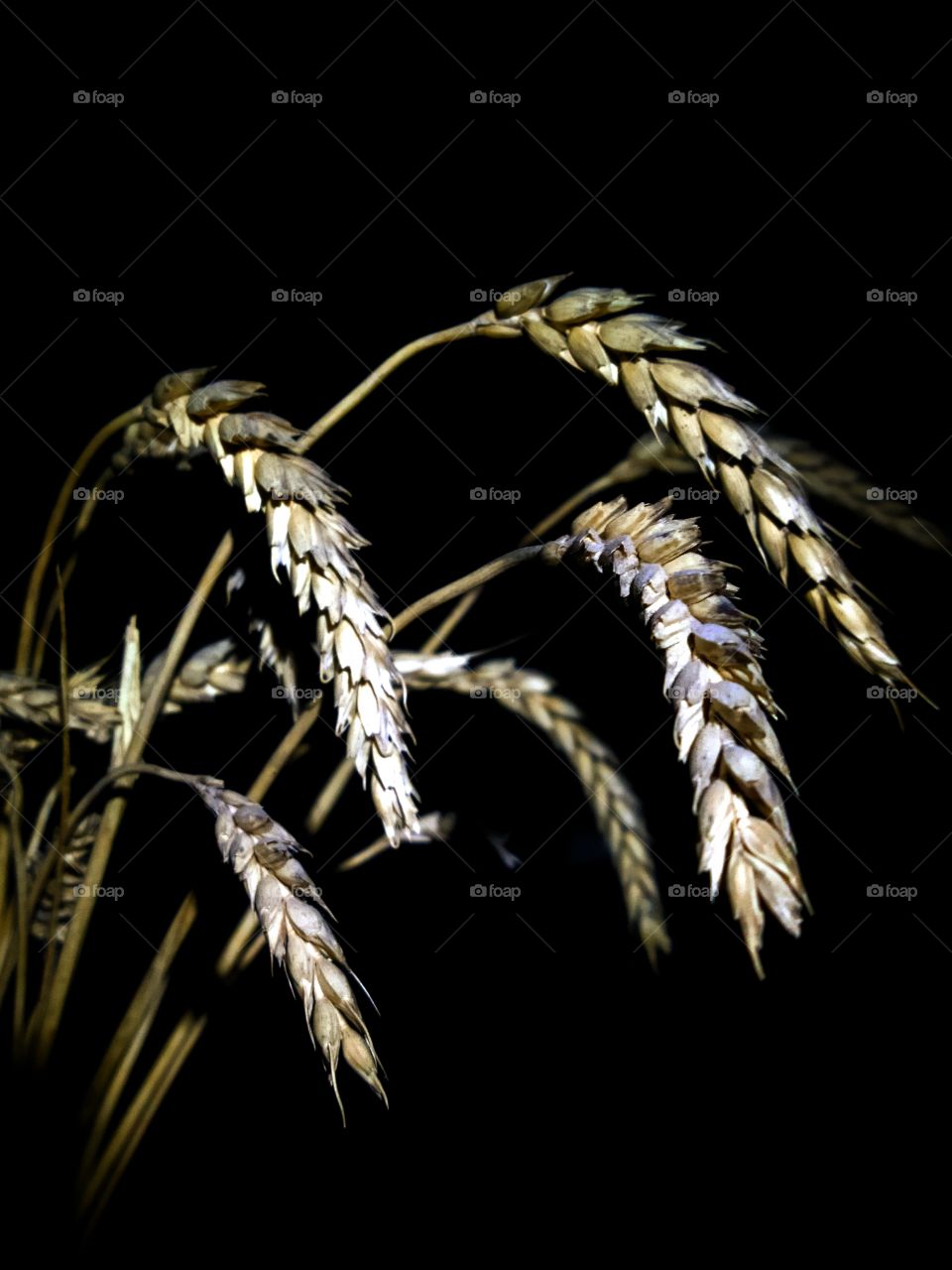 Wheat ears on black background