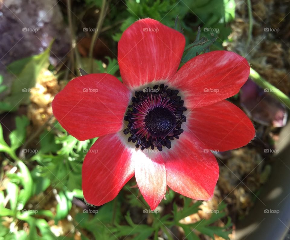 Red anemone 