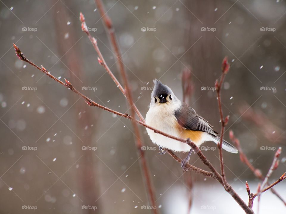 Beautiful bird in the snow!