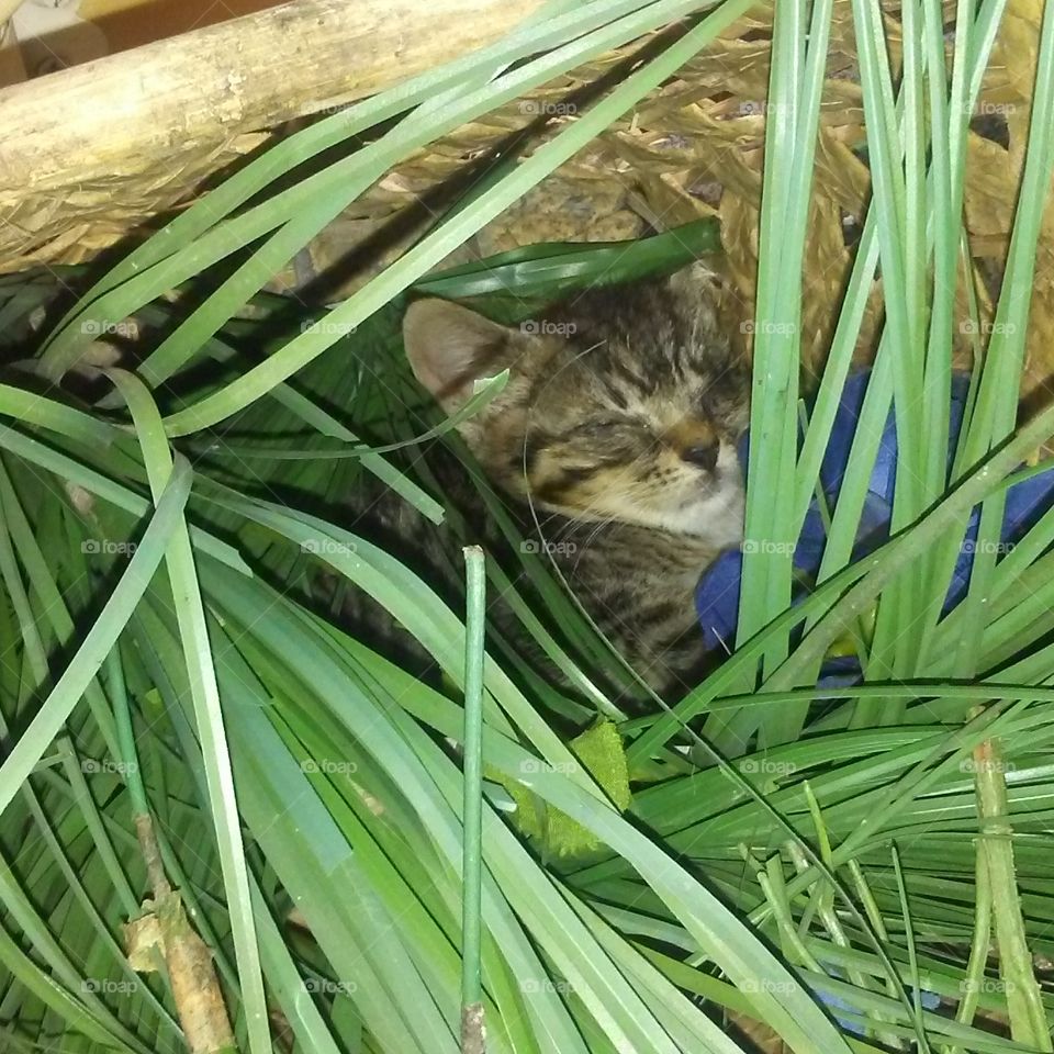 lazy cat in a wicker plant basket