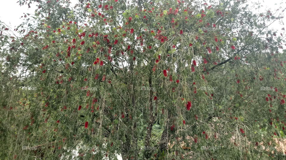 A melaleuca citrina, vulgarmente conhecida como maconha vermelha, Escova-de-Garrafa (Crimson bottlebrush).NATURE NATURAL NATUR TREE FLOWER Callistemon citrinus (Curtis) Skeels. Escova-de-Garrafa (Crimson bottlebrush)