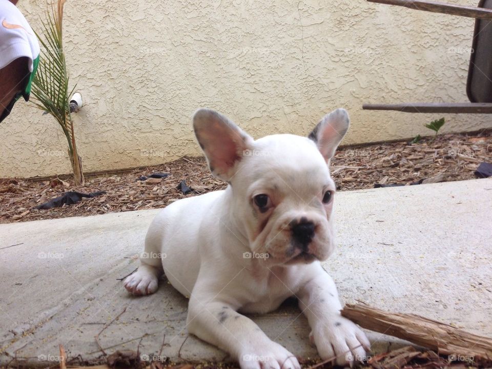 Molly the frenchie